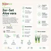 2er-Set Echte Aloe - pflegeleichte Zimmerpflanze, Aloe vera Produktbild-Vorschau 6