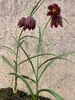 6 x Fritillaria meleagris – Kaiserkronen - Topf 9x9 cm Produktbild-Vorschau 5