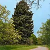 Graines de Sequoia Sempervirens - Lot de 10 - Graines Voir les images du produit 3