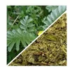 Herbs from Poland Silberblattkraut – Sanft beruhigend, Produktbild-Vorschau 2