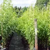 Rhonegold süß saftig Nektarine Buschbaum Nektarinenbaum  Produktbild-Vorschau 2