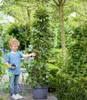 BALDUR Garten 1x Maulbeere BonBon Berry®, Pflanze im 13 Produktbild-Vorschau 6