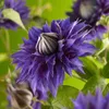 Clematis Multi Blue – Gefüllte Waldrebe | winterharte Produktbild-Vorschau 1