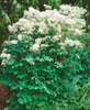 Thalictrum aquilegifolium, Akeleiblättrige Wiesenraute, ca. Produktbild-Vorschau 11