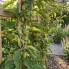 x2 Actinidia Arguta Issai P15 H60 Produktbild-Vorschau 4
