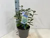 Elaeagnus ebbingei 'Compacta' - Wintergrüne Ölweide  | Produktbild-Vorschau 1