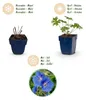Green boutiQ - Plante vivace - Géranium Johnson's Blue - Voir les images du produit 4