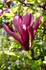 Magnolia liliiflora 'Nigra', Purpur-Magnolie, Produktbild-Vorschau 4