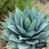 Exotické semená - balenie 5 ks - Mrazuvzdorná - Agave Náhľad obrázku produktu 8
