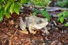 Gartenfigur Teichfigur Dekofigur Frosch Produktbild-Vorschau 6