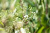 Heptacodium miconioides, Sieben-Söhne-des-Himmels, 60–80 cm Produktbild-Vorschau 4