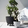 Two potted bonsai trees are displayed on a tiled patio with a white chair in the background. Produktbild-Vorschau