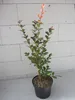 Lagerstroemia indica Ruffled Red Magic ® - Chinesische Produktbild-Vorschau 3
