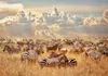Selbstklebende Folie Fototapete - Zebra Land 294x210 cm Produktbild-Vorschau 5