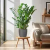 Zamioculcas Zamiifolia Glücksfeder robuste Zimmerpflanze Produktbild-Vorschau 3