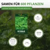 Petersilie Moskrul 2 (Mooskrause) Samen - Petroselinum Produktbild-Vorschau 3