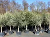 3x Olivenbaum Olive "20 Jahre" 180 - 220 cm, beste Produktbild-Vorschau 1