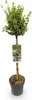 GreenboutiQ - Gartenpflanze - Euonymus fortunei Emerald Produktbild-Vorschau 2