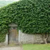 Bloomique - 2er-Set - Hedera Helix - Kleinblättriger Efeu - Produktbild-Vorschau 2
