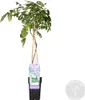 Bloomique - Wisteria Sinensis Prolific - Blue Rain Climber Podgląd zdjęcia produktu 2