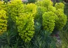 3 x Euphorbia characias ‚Wulfenii'  (Mittelmeer-Wolfsmilch) Produktbild-Vorschau 2