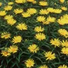 6 x Schwertblättriger Alant - Inula ensifolia  | Topf 9cm x Produktbild-Vorschau 1