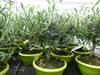 Olivenbaum Bonsai Formgehölz, Olive winterhart, Olea Produktbild-Vorschau 4