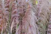 A close-up view of pink pampas grass plumes with green stems. Produktbild-Vorschau