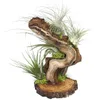 Tillandsia na koreni stromu - veľká - 5 rastlín Náhľad obrázku produktu 2