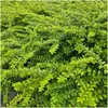 Plants by Frank | 60 Heckenkirsche Pflanzen | Lonicera Produktbild-Vorschau 3