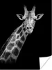 MuchoWow® Poster Giraffe - Wildtiere - Schwarz-Weiß - Produktbild-Vorschau 1