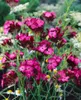 Dianthus carthusianorum, Karthäuser-Nelke, rosa Blüten, ca. Produktbild-Vorschau 1