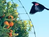 A bird flying near an orange tree covered by netting. Náhled obrázku produktu
