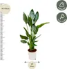 Kwiat rajski Strelitzia Reginae - roslina doniczkowa - Podgląd zdjęcia produktu 2