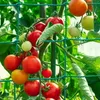 DIXIE STORE, Tomaten und Gurken Rankhilfe, Rankgitter Produktbild-Vorschau 6