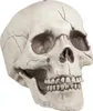 Schädel mit beweglichem Kiefer - Halloween Deko Produktbild-Vorschau 2