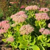Bloomique - 3er Set - Sedum Herbstfreude - Fetthenne - Produktbild-Vorschau 5