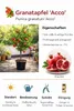 Punica granatum ‘Acco’ Granatapfel 70–100 cm – winterharter Produktbild-Vorschau 2