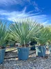 Several potted Yucca Rostrata plants are lined up outdoors under a bright blue sky with wispy clouds. Podgląd zdjęcia produktu