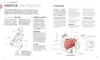 Krafttraining - Die Anatomie verstehen Produktbild-Vorschau 8