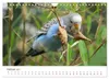 Wellensittiche - der NEUE Kalender (Wandkalender 2027 DIN Produktbild-Vorschau 5