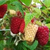 Rubus Idaeus 'Polka', frambozenstruik, in pot van 2 liter Productafbeelding-voorbeeld 1