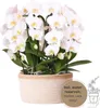 Orchidées Colibri | ensemble d'orchidées blanches dans un Voir les images du produit 1