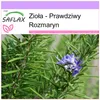 SAFLAX - Zioła - Prawdziwy Rozmaryn - 100 Nasiona - Podgląd zdjęcia produktu 10