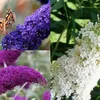 3-er set Schmetterlingsflieder/Buddleja/Sommerflieder, Produktbild-Vorschau 1