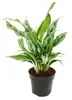Aglaonema Greyhound - Filamento variegato - Varietà Anteprima dell’immagine prodotto 1