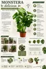 Monstera deliciosa, circa 50 cm – Deliziosa pianta da Anteprima dell’immagine prodotto 2