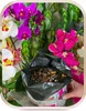 Orchideenerde 5L - Kiefernrinde - Kokosnuss - Nährstoffe - Produktbild-Vorschau 6