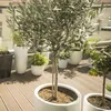 A collection of potted plants, including an olive tree, on a wooden deck. Podgląd zdjęcia produktu