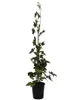 Zuckerbrombeere Asterina ® süß aromatisch 60-100 cm Produktbild-Vorschau 1